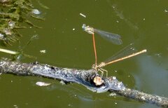 Platycnemis acutipennis
