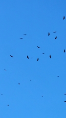 Cathartes aura