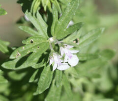 Teucrium cubense