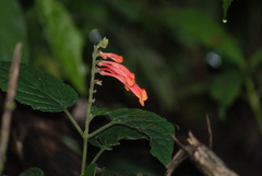 Salvia regla