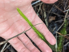 Lycopodiella appressa