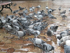 Columba livia domestica