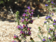 Echium gaditanum