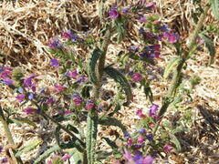 Echium gaditanum