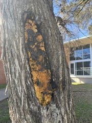 Fusicolla merismoides
