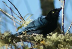 Cyanocorax melanocyaneus