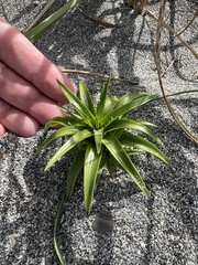 Cyperus pedunculatus
