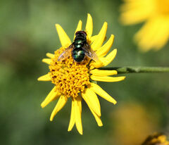 Chrysomya rufifacies