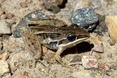 Litoria nasuta