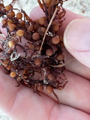 Sargassum