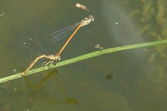 Platycnemis acutipennis