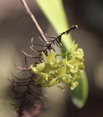 Epidendrum amphistomum