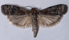 Euzophera semifuneralis