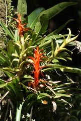 Tillandsia candelifera