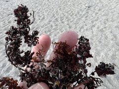 Sargassum