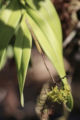 Epidendrum amphistomum