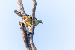 Treron phoenicopterus