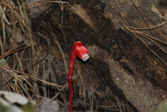 Monotropa coccinea