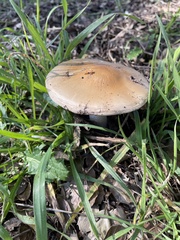 Amanita velosa