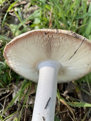 Amanita velosa
