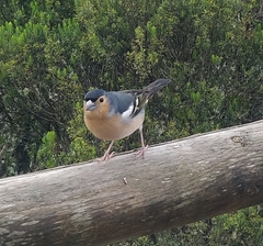 Fringilla coelebs canariensis
