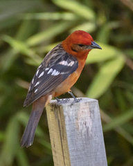 Piranga bidentata