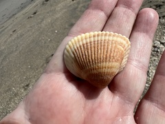 Lunarca ovalis