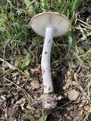 Amanita velosa