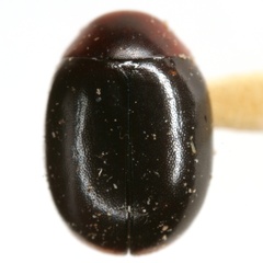 Helesius nigripennis