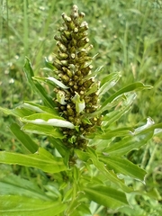 Gamochaeta americana