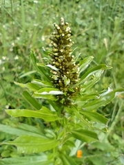 Gamochaeta americana