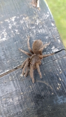 Acanthoscurria cordubensis