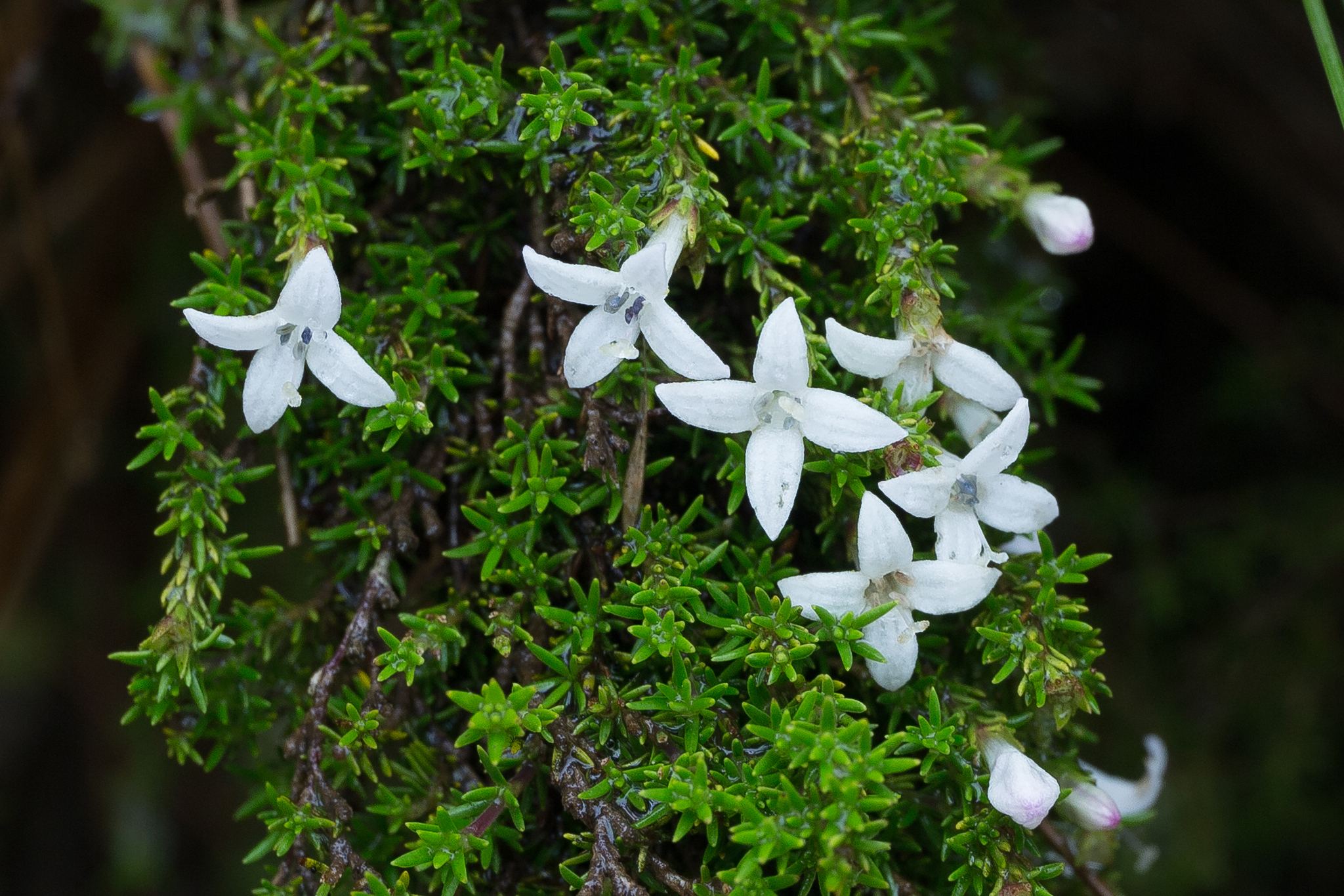 Arcytophyllum image