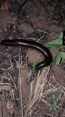 Archispirostreptus syriacus