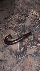 Archispirostreptus syriacus