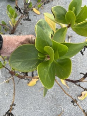 Scaevola plumieri