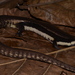 Sphenomorphus muelleri - Photo (c) Eric N. Rittmeyer,  זכויות יוצרים חלקיות (CC BY-NC), הועלה על ידי Eric N. Rittmeyer
