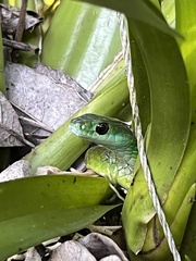 Philothamnus occidentalis