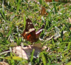Anartia fatima colima