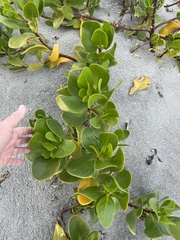 Scaevola plumieri