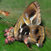 Metalmark Butterflies - Photo (c) Roger Rittmaster, some rights reserved (CC BY-NC), uploaded by Roger Rittmaster