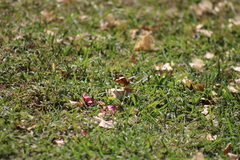 Anartia fatima colima