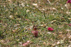 Anartia fatima colima