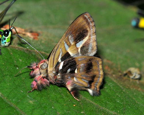 Photo of Renaldus Jewelmark (Anteros renaldus)