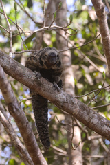 Pithecia mittermeieri