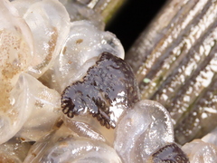 Styelidae