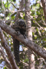 Pithecia mittermeieri