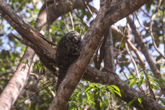 Pithecia mittermeieri