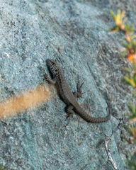 Liolaemus nigroviridis