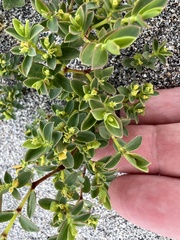 Euphorbia mesembryanthemifolia